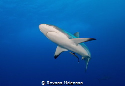 Grey reef shark photographed at Osprey Reef in April 2016. by Roxana Mclennan 